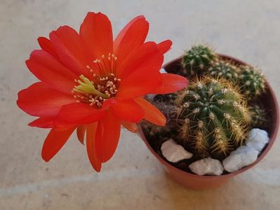 Echinopsis hybrid