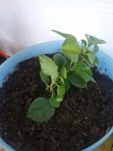 Galben; Mulțumesc d-na Marga
