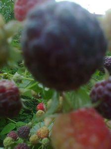 Tayberry Purple Raspberry,18.06.2017