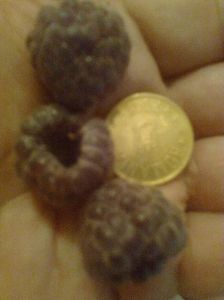 Tayberry Purple Raspberry,18.06.2017