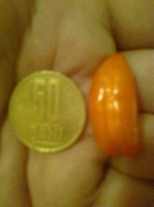Goji Big Lifeberry,18.06.2017