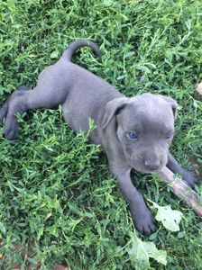 Cane corso