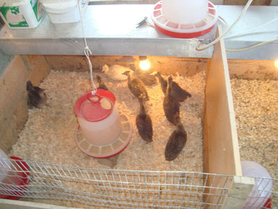 seria 1- 3 saptamani