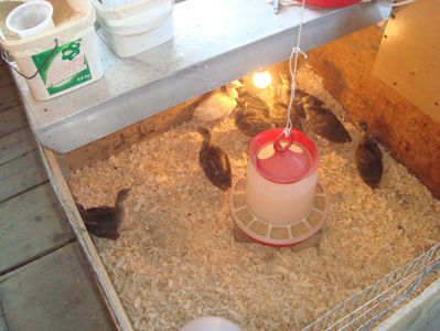 seria 1- 3 saptamani