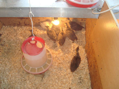 seria 1- 3 saptamani