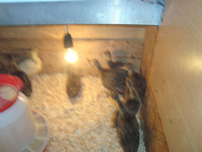 seria 1- 3 saptamani