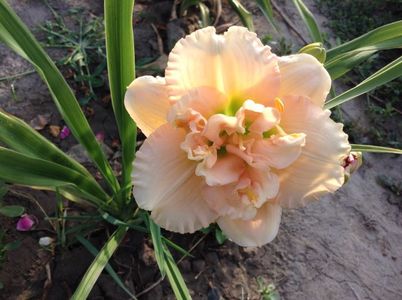 Siloam stainlet delight