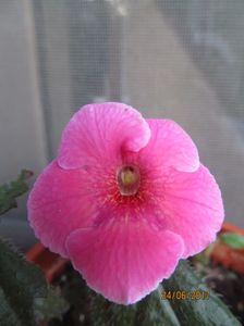 ach. Arleta Pink