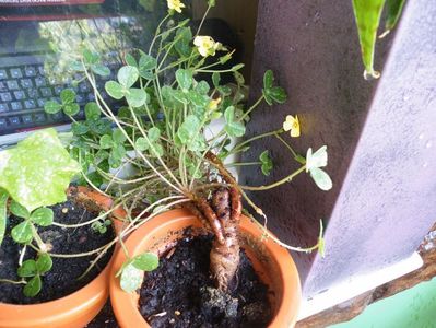 oxalis megalorhizza