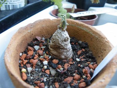 ipomoea pubescens