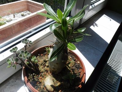 pachipodium eburneum