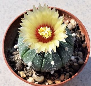 Asterias