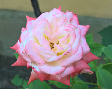 valynedelcu@yahoo.com peisaje0063; Imperatrice Farah
