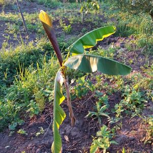 L-am plantat direct in pamant; A trecut ceva vreme de cand nu am uplodat, am plantat bananieri direct in pamant.
