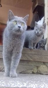 British Shorthair; Lulu mama Liv fica si Luna
