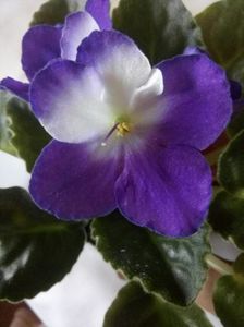 Floare violeta 3