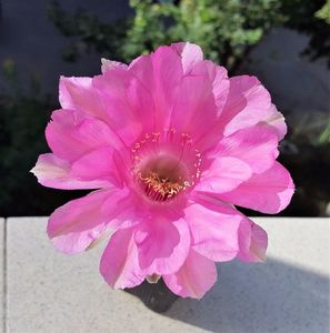 Echinopsis Lorenza