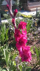 ; Primele gladiole
