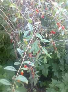 Goji Big Lifeberry,25.06.2017