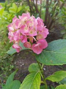 In sfarsit, prima floare la hortensia