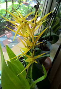 orhidee valynedelcu@yahoo.com 0120; Brassia - Spider Orchid

