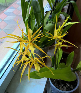 orhidee valynedelcu@yahoo.com 0119; Brassia - Spider Orchid
