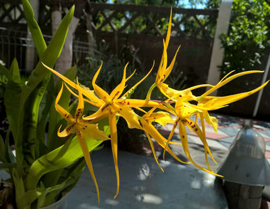 orhidee valynedelcu@yahoo.com 0118; Brassia - Spider Orchid
