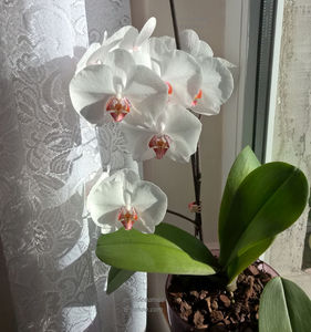 orhidee valynedelcu@yahoo.com 0113