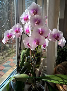 orhidee valynedelcu@yahoo.com 0112