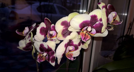 orhidee valynedelcu@yahoo.com 0103