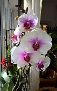 orhidee valynedelcu@yahoo.com 0099