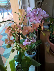 orhidee valynedelcu@yahoo.com 0094