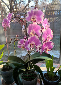 orhidee valynedelcu@yahoo.com 0089