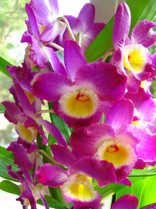 orhidee valynedelcu@yahoo.com 0086