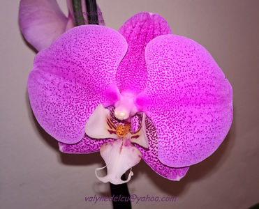 orhidee valynedelcu@yahoo.com 0083