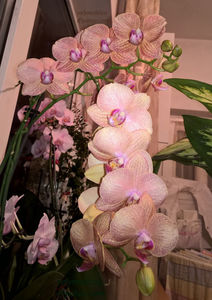 orhidee valynedelcu@yahoo.com 0085