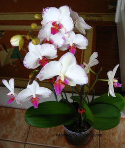 orhidee valynedelcu@yahoo.com 0078