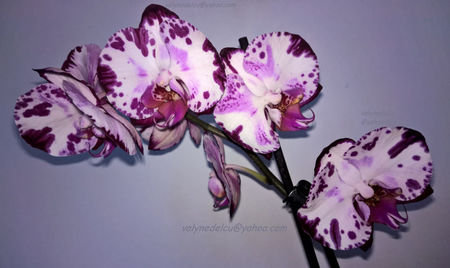 orhidee valynedelcu@yahoo.com 0076