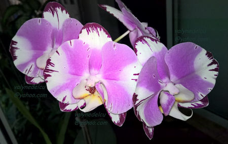 orhidee valynedelcu@yahoo.com 0071