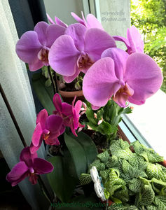 orhidee valynedelcu@yahoo.com 0064
