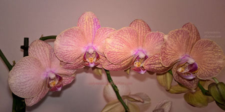 orhidee valynedelcu@yahoo.com 0060