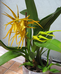 orhidee valynedelcu@yahoo.com 0055; Brassia - Spider Orchid
