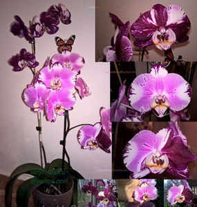 orhidee valynedelcu@yahoo.com 0030