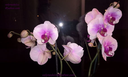 orhidee valynedelcu@yahoo.com 0022