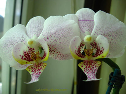 orhidee valynedelcu@yahoo.com 0015