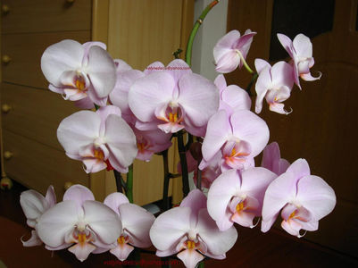 orhidee valynedelcu@yahoo.com 0014