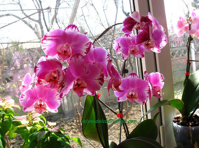 orhidee valynedelcu@yahoo.com 0018