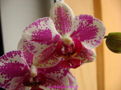 orhidee valynedelcu@yahoo.com 0009