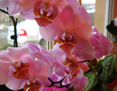 orhidee valynedelcu@yahoo.com 0008