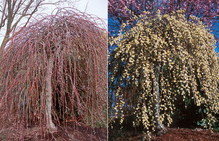 salix caprea PENDULATA